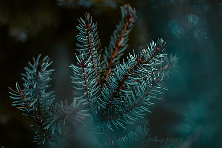 selective focus photography of pine tree leaf thumbnail