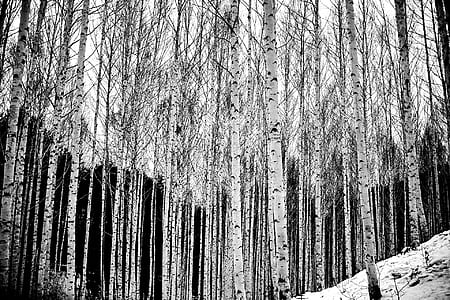 bare trees covered with snow during daytime thumbnail