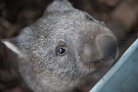 gray rodent thumbnail
