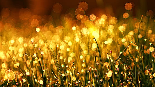green grass thumbnail