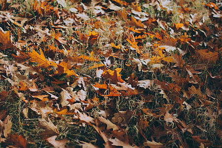 photography of brown leaves thumbnail