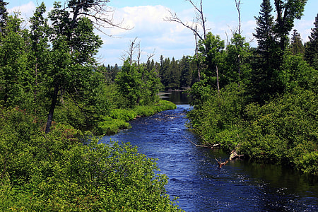 river between green trees and plants thumbnail