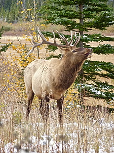 brown moose standing near tree thumbnail