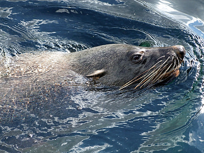 Robbe, Fur Seal Arctocephalinae thumbnail