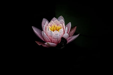 pink blooming lotus flower thumbnail