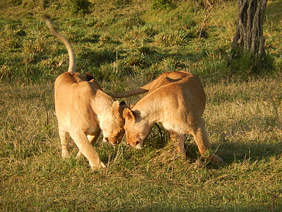 two brown lioness on green grass field during daytime thumbnail