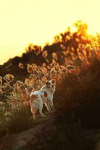 dog standing on flower field thumbnail
