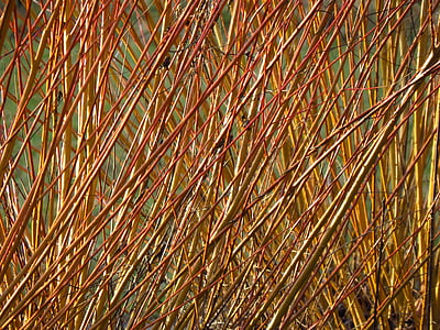 brown fibers thumbnail