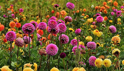 selective focus photography of pink and yellow petaled flowers thumbnail