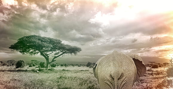 elephant near tree thumbnail