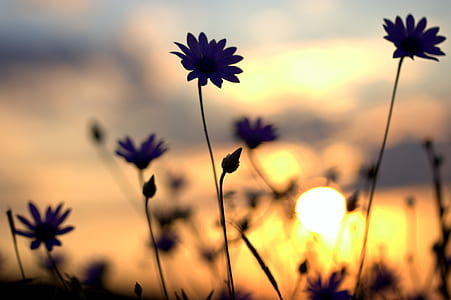 silhouette of flowers under orange sky thumbnail