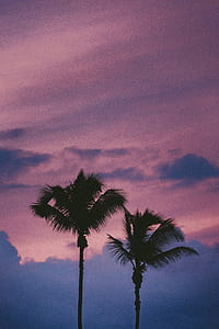 silhouette photo of coconut trees thumbnail