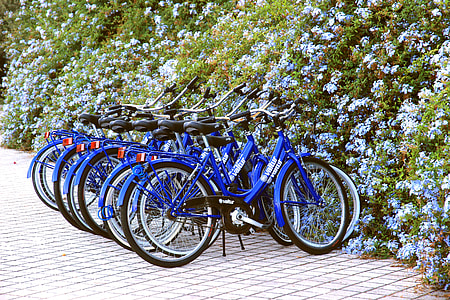 blue bicycle parking near green leafed plant thumbnail