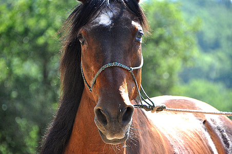 wildlife photography of brown horse thumbnail