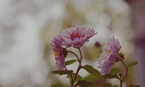 Pink Petaled Flowers thumbnail