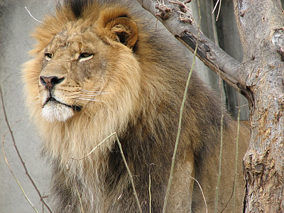 brown lion beside tree branch thumbnail
