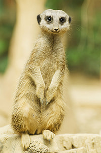 brown meerkat on gray platform thumbnail