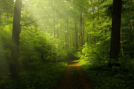 dirt road in middle of forest thumbnail