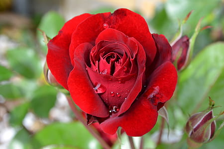 nature, plant, flower, rose thumbnail