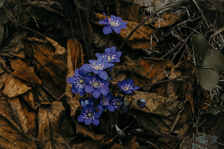 blue flowers thumbnail