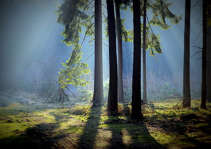 landscape photography of green leaf trees thumbnail