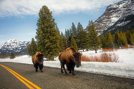 two brown yak on black asphalt road thumbnail