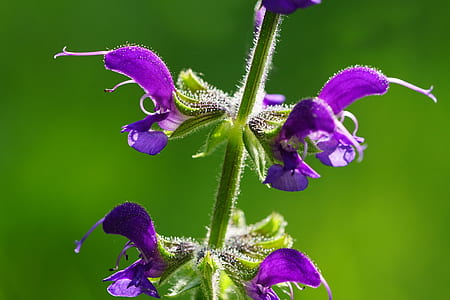 purple flowers thumbnail