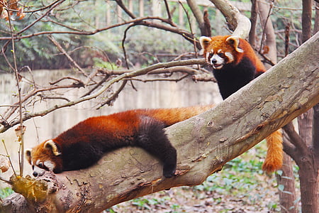 two red pandas on tree branch near a body of water thumbnail
