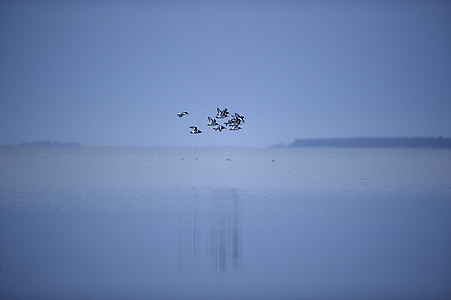 flock of birds flying on top of body of water thumbnail