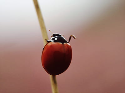 red and black ladybug thumbnail