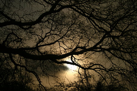 silhouette of tree during night time thumbnail