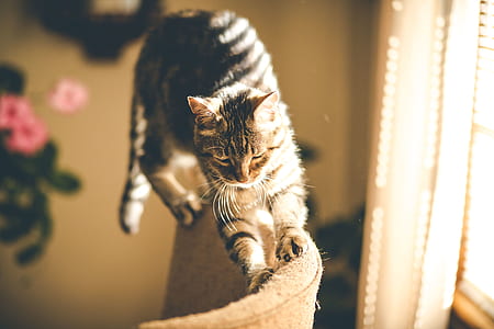 silver tabby cat scratching gray sofa chair thumbnail