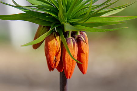 closeup photo of brown petaled flowers thumbnail