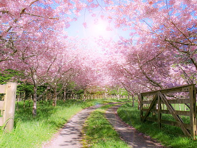 pink cherry blossom trees thumbnail