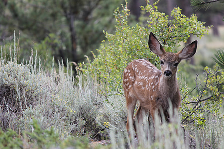 brown deer near green grass at daytime thumbnail