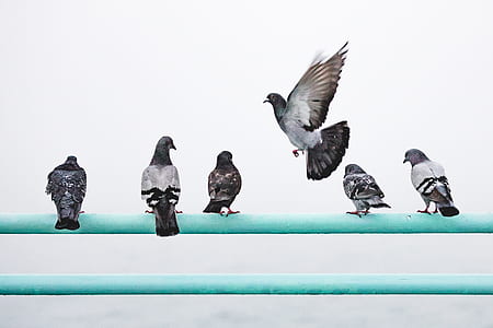 six white-and-black pigeons perching on teal metal bar thumbnail