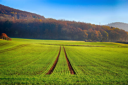 grass field during daytime thumbnail