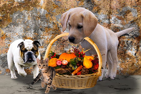 English bulldog standing near yellow Labrador retriever puppy carrying basket with vegetables and tabby kitten thumbnail