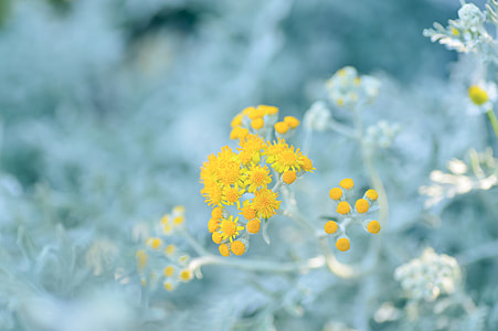 shallow focus photo of yellow flowers thumbnail