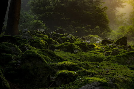green grass at forest thumbnail