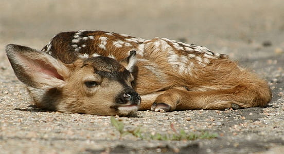 brown doe on floor during daytime thumbnail