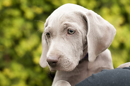 gray Weimaraner puppy thumbnail