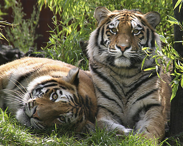 two reclining tigers on grass thumbnail