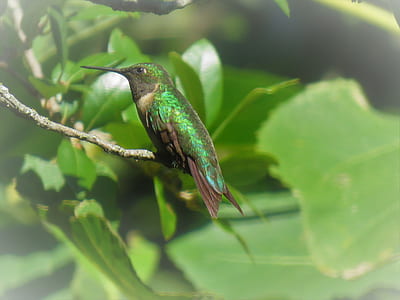 green and brown bird perched on branch thumbnail