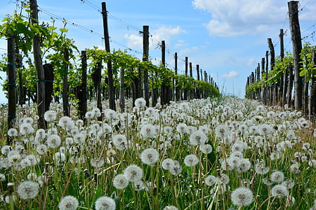 white dandelion flower field surrounded by brown wooden posts during daytime thumbnail