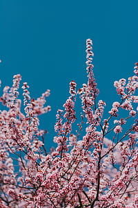 portrait photography of pink clustered flowers thumbnail