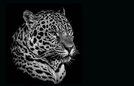 greyscale photo of leopard head with black background thumbnail
