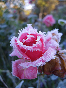 closeup photo of white and red petaled flower thumbnail