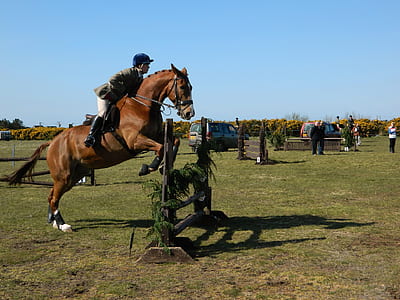 equestrian horse jumping on curdle thumbnail