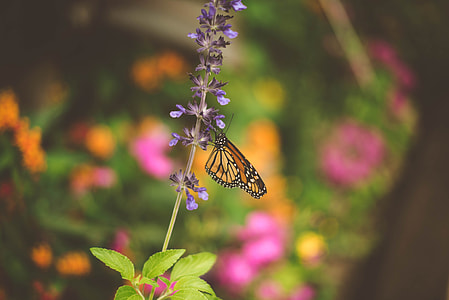 butterfly perching on plant thumbnail